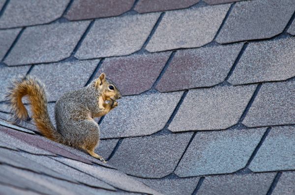 Billings Wildlife Removal