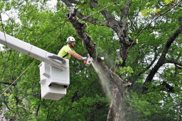 Billings Tree Trimming