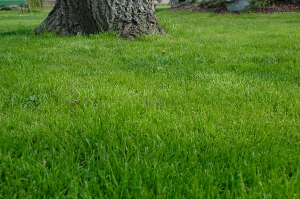 Billings Lawn Treatment